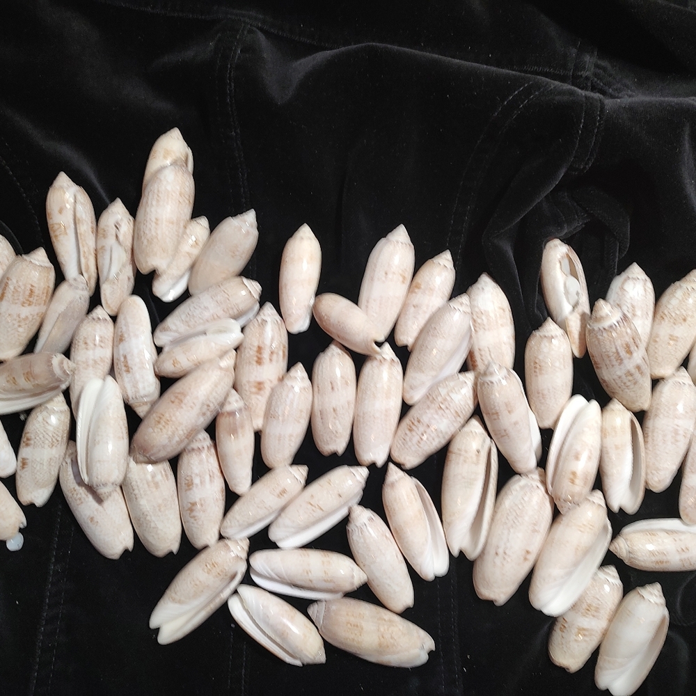 Olive olividae seashells  (lots of 20)